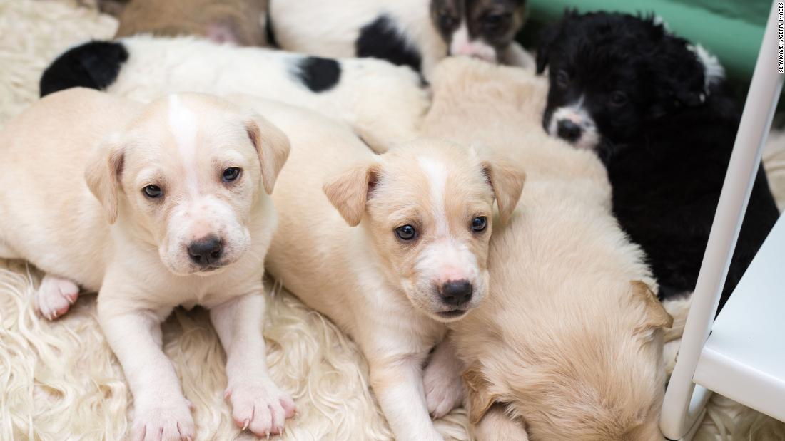 Puppies may be making people sick, CDC says – CNN